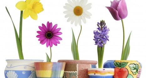 Spring in pots