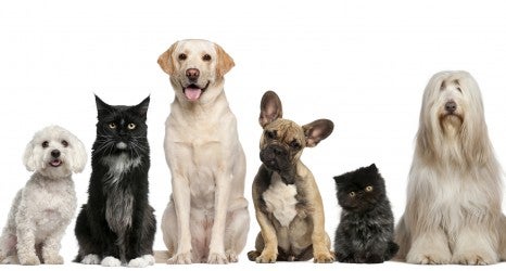 Group of dogs and cats sitting