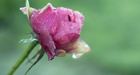 Closeup of a pink rose covered with frost